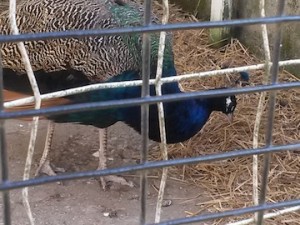 A pretty peacock